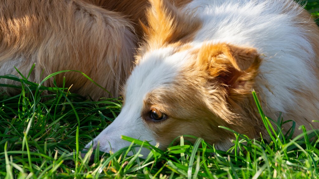 Pas op met het uitlaten van je hond in de volle zon