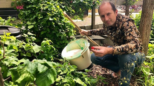 Bram gebruikt zijn eigen poep en plas als mest voor frambozen