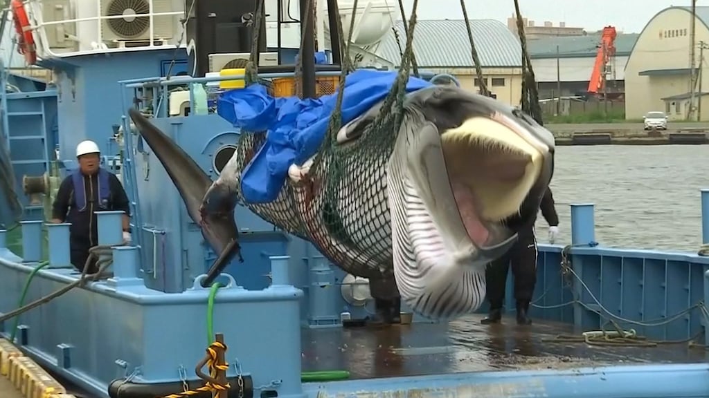 Walvisvangst is alleen nog toegestaan in IJsland, Noorwegen en Japan