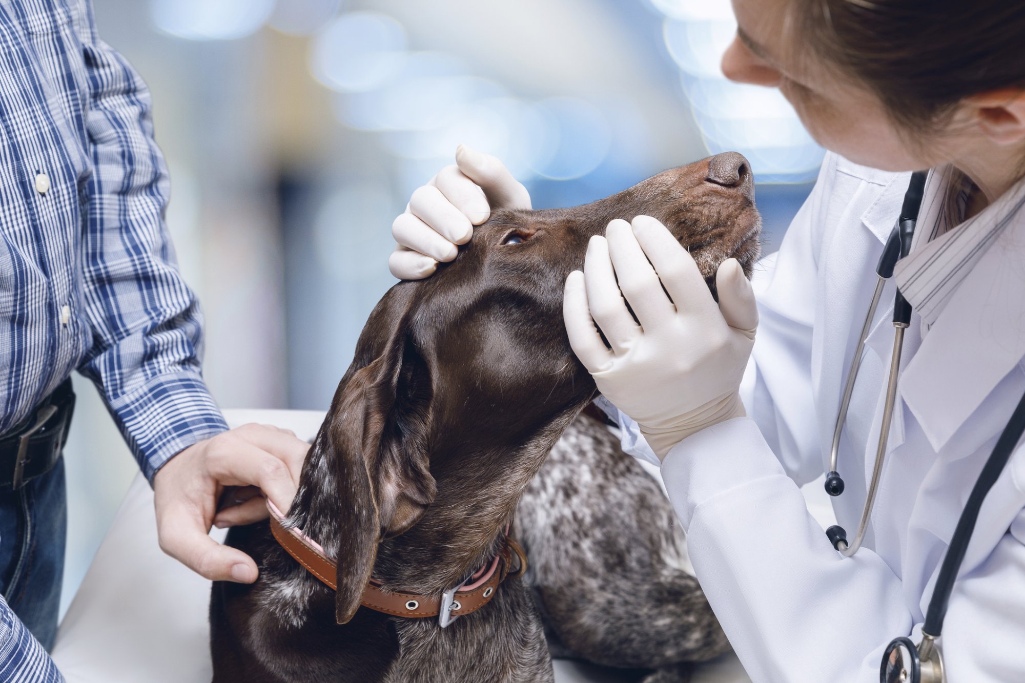 Dierenarts Deventer: 'Honden en kat dood door eikenprocessierups'