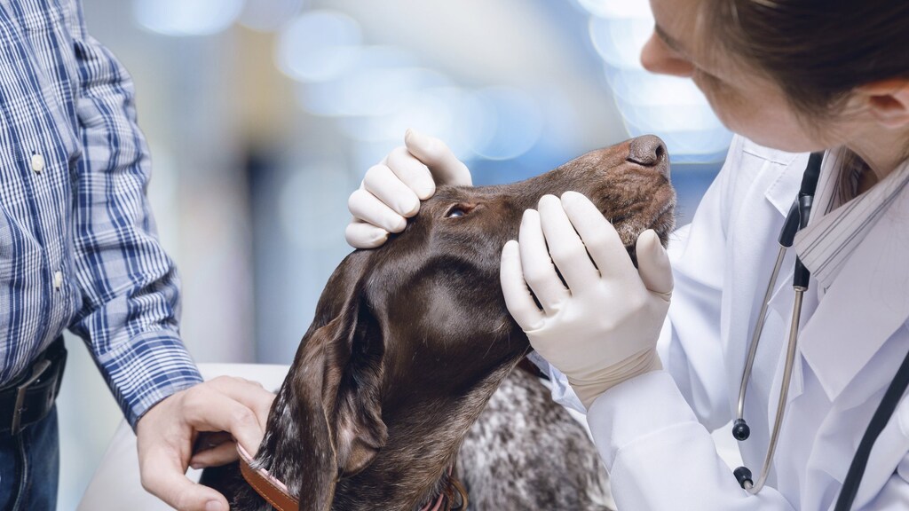 Dierenarts Deventer: 'Honden en kat dood door eikenprocessierups'
