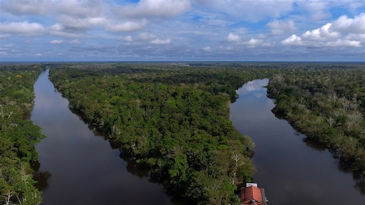 Onderzoekers: aanplanten nieuw bos kan opwarming aarde keren