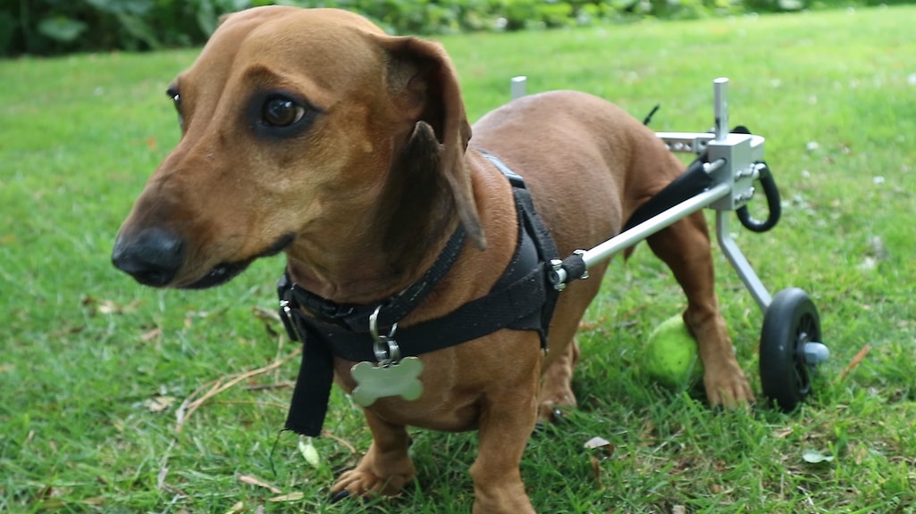 Verlamde teckel Bentley zoekt een nieuwe oppas