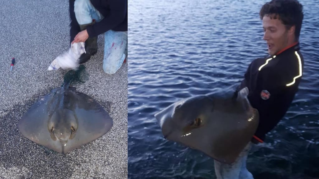 Kenny vangt een pijlstaartrog in Zeeland: 'Dit had ik nooit verwacht'