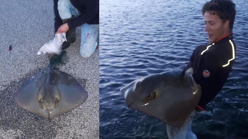 Kenny vangt een pijlstaartrog in Zeeland: 'Dit had ik nooit verwacht'