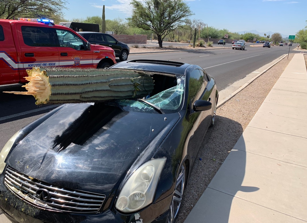 Bizar ongeluk VS: gigantische cactus doorboort voorruit auto