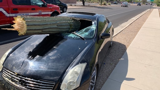 Bizar ongeluk VS: gigantische cactus doorboort voorruit auto