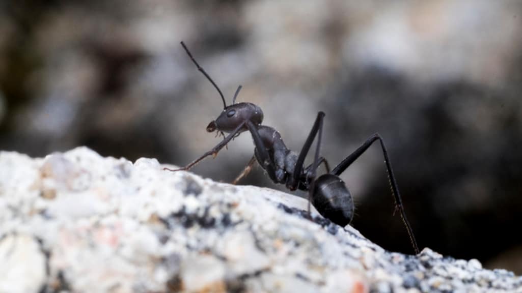 De zwarte mier wordt verdrongen door het draaigatje.