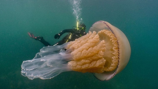 Enorme bloemkoolkwal gespot in het Kanaal