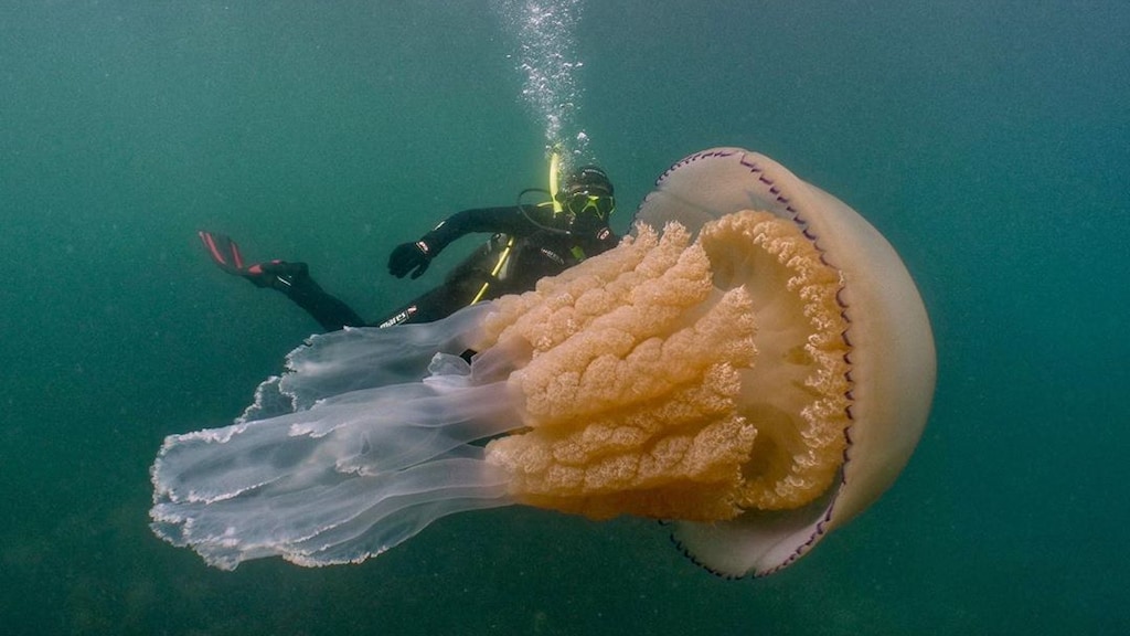 Enorme bloemkoolkwal gespot in het Kanaal