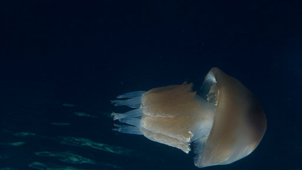 Opvallend en megagroot: 5 vragen over de bloemkoolkwal