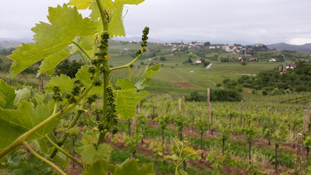 Wijngaard in Goriška Brda