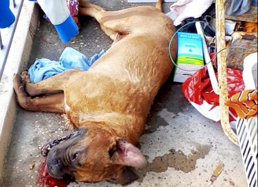 Oververhitte hond alsnog overleden na uren op balkon Capelle aan den IJssel