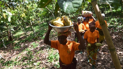 Vergeet goud of bitcoin: cacao was in 2024 de betere belegging