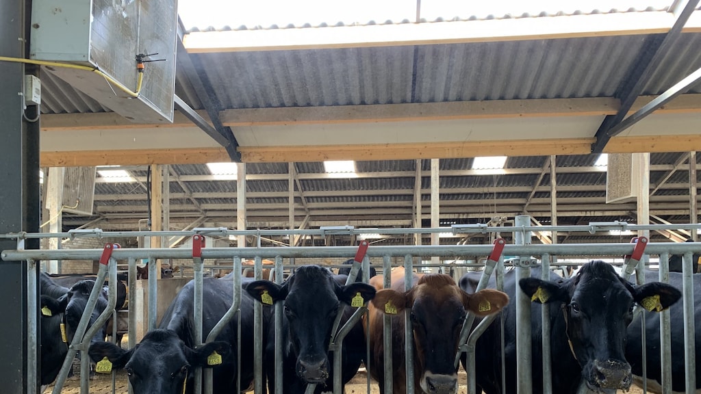 Boer Peter Verberne heeft een vernevelingsinstallatie met tuinslangen gefabriceerd voor zijn koeien.