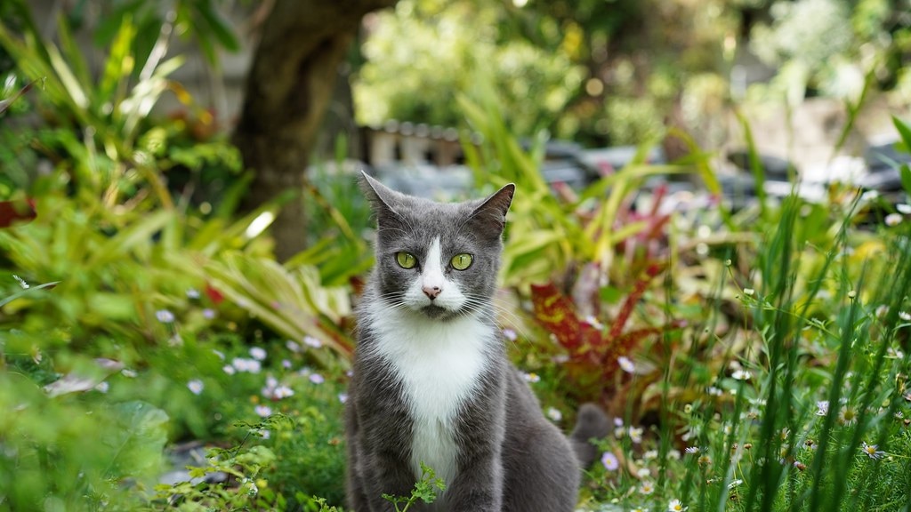 Een poes in de tuin.