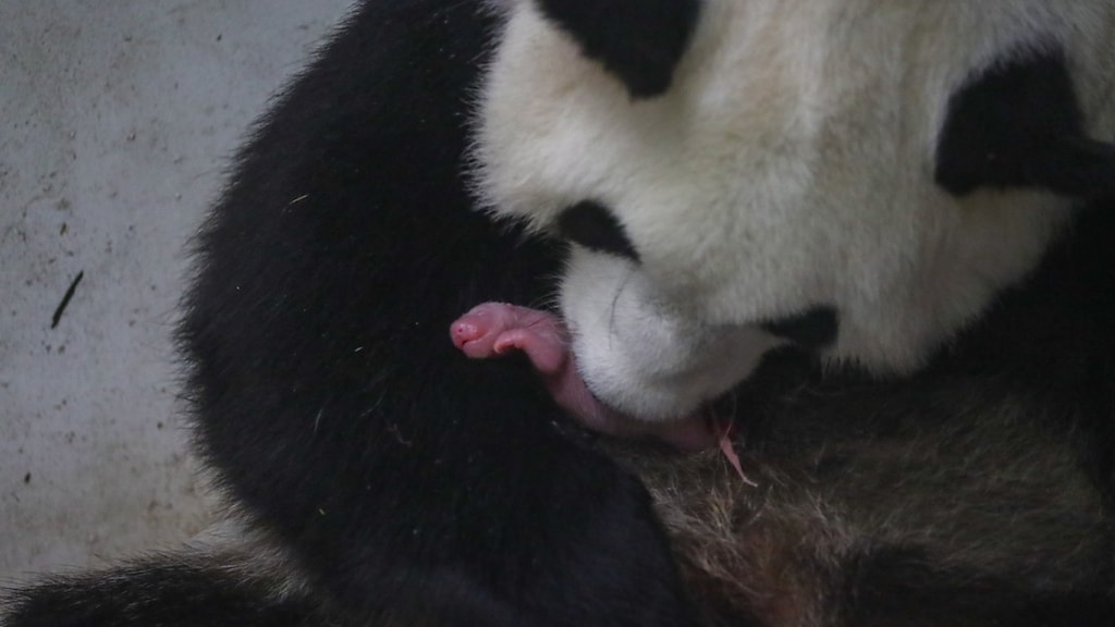 'Fenomenaal nieuws': pandatweeling geboren in Belgische dierentuin