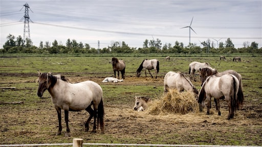 150 konikpaarden Oostvaardersplassen worden geslacht