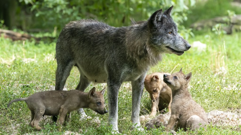 Waar komt dat wolventoerisme op de Veluwe toch vandaan?