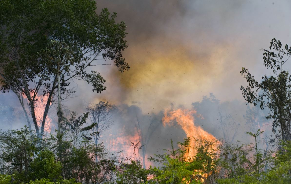 Stoppen met vlees en een stukje bos kopen: zo help je de Amazone