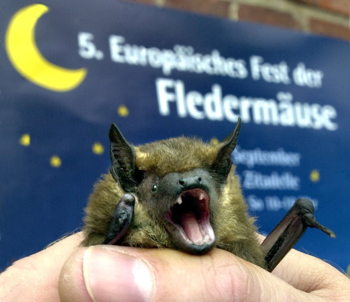 Vanavond is er een vleermuistelling, maar hoe tél je die fladderende dieren in je tuin? 