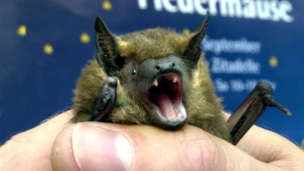 Vanavond is er een vleermuistelling, maar hoe tél je die fladderende dieren in je tuin?