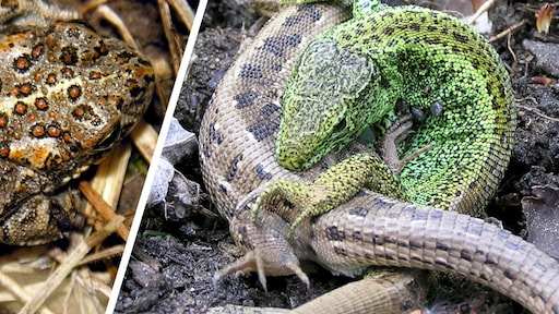 Verbouwing circuit Zandvoort verstoort seksleven rugstreeppad en zandhagedis