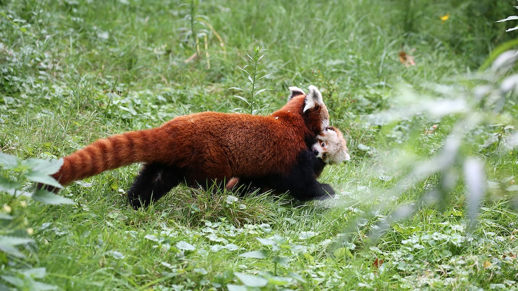 Pasgeboren kleine panda Artis voor het eerst buiten