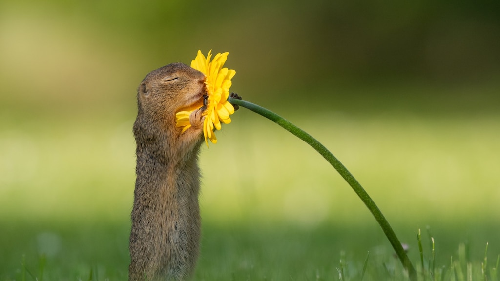Eekhoornfoto van visboer Dick gaat wereld over: 'Een bijzonder moment'