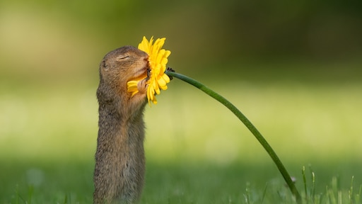 Eekhoornfoto van visboer Dick gaat wereld over: 'Een bijzonder moment'