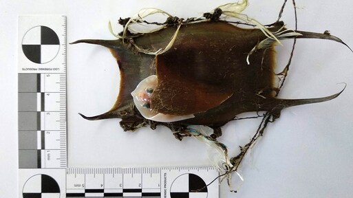 Compleet roggenei met rogje erin gevonden op Texel