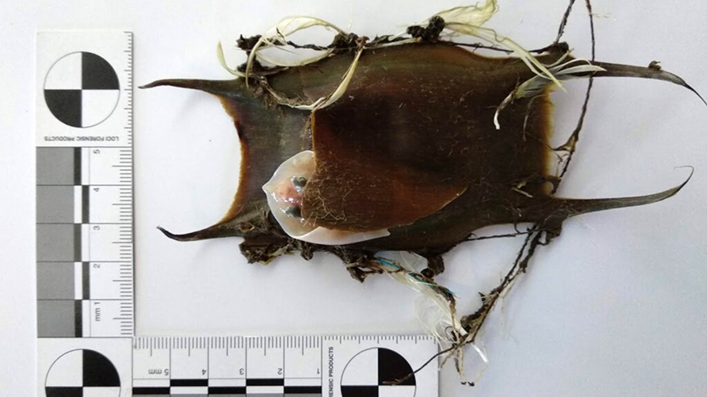 Compleet roggenei met rogje erin gevonden op Texel