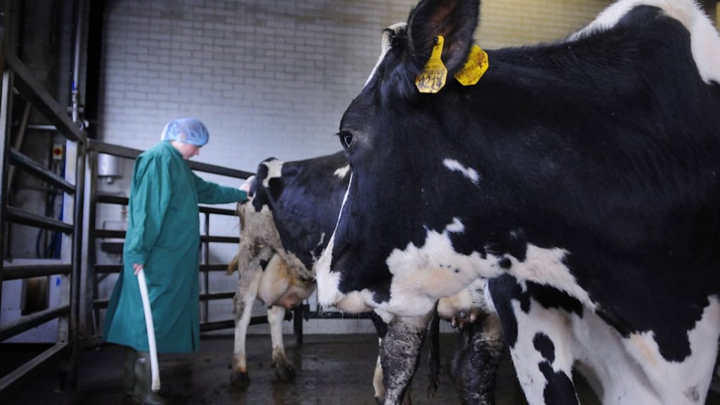 NVWA faalt bij toezicht op slachthuizen