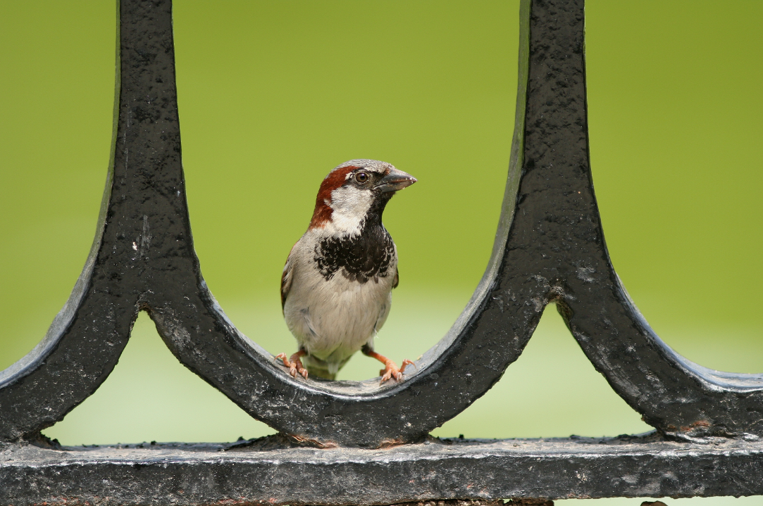 Merel, mus of ekster? Kinderen herkennen vogelsoorten slecht 