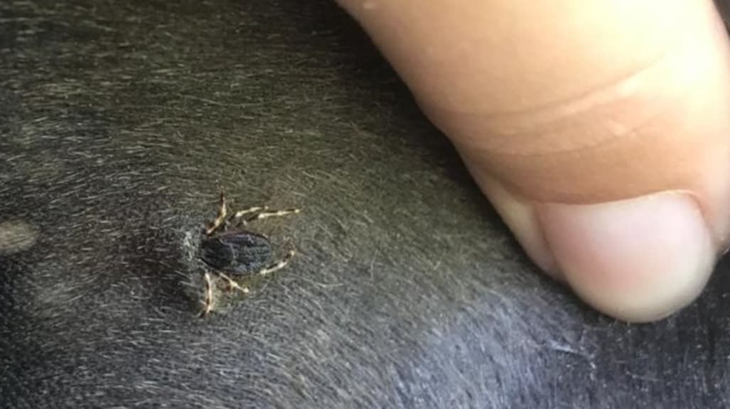 Paardenvereniging waarschuwt voor reuzenteek na nieuwe vondst