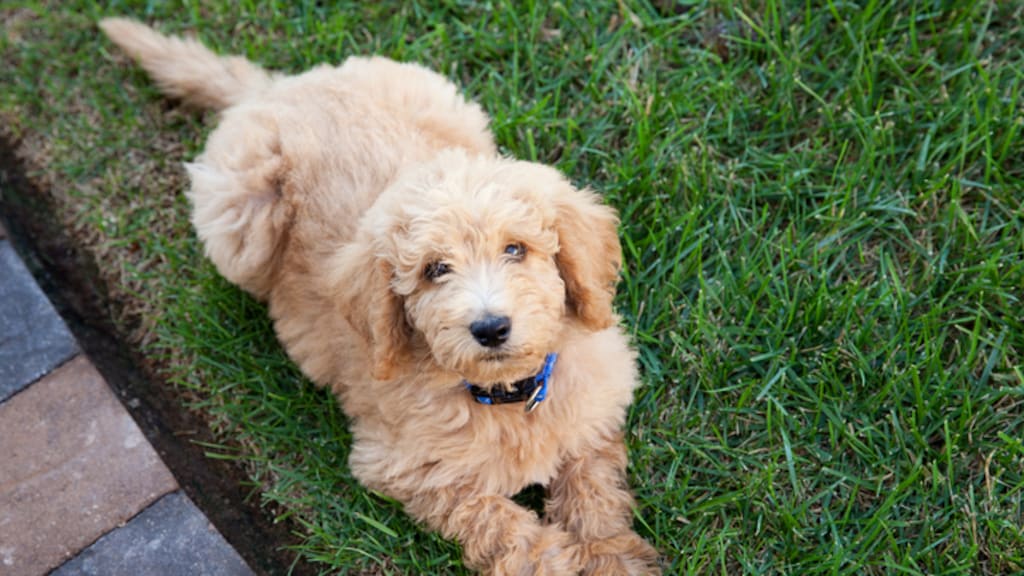 Man die labradoedel fokte, heeft spijt: 'Heb een monster gecreëerd'