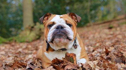 Dierenbescherming waarschuwt: eikels giftig voor honden