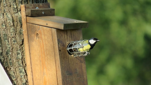 Run op koolmezenhuisjes in strijd tegen eikenprocessierups