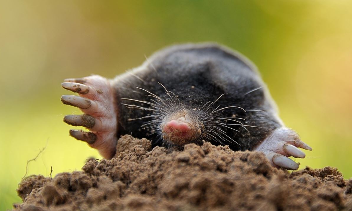 Mollenbestrijders werken het klokje rond, maar eigenlijk is het een 'erg nuttig beestje'