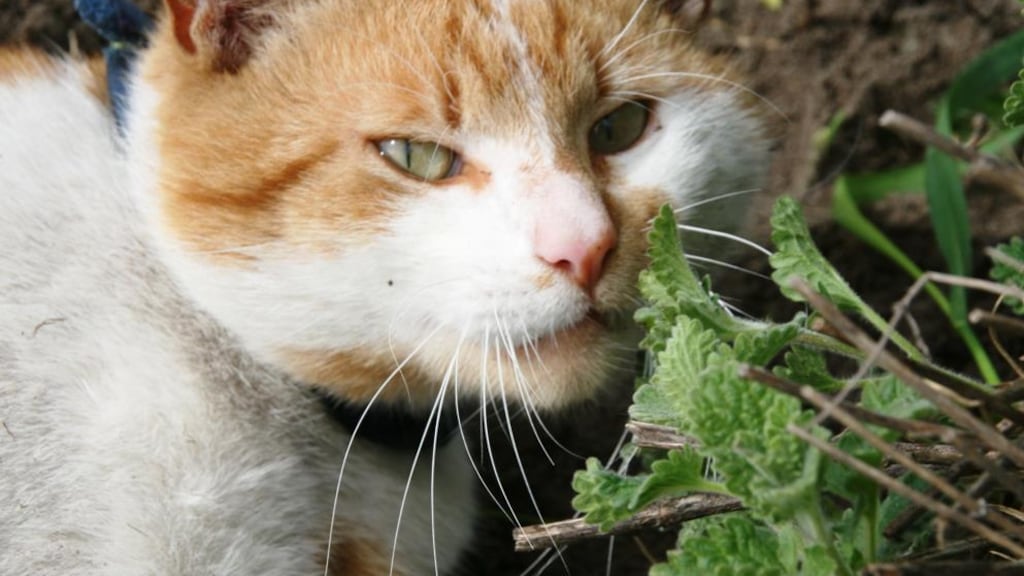 Een van zijn katten.