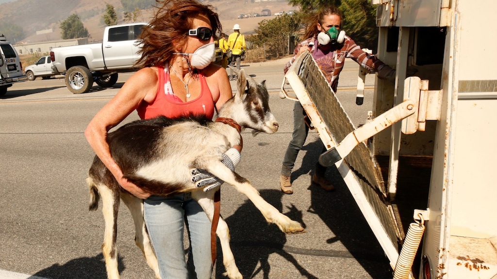 Grazende geiten redden bibliotheek van bosbranden
