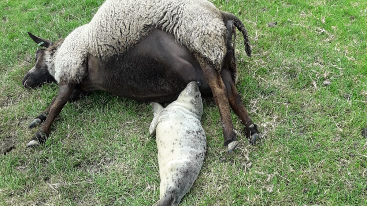 Verdwaald zeehondje overleeft dankzij melk van dood schaap Usquert