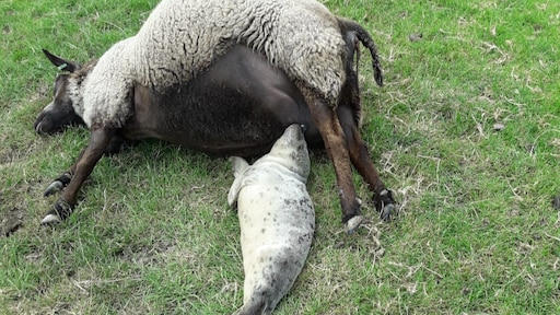Verdwaald zeehondje overleeft dankzij melk van dood schaap Usquert