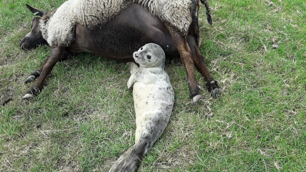 Het zeehondje klauterde honderden meters de dijk op.