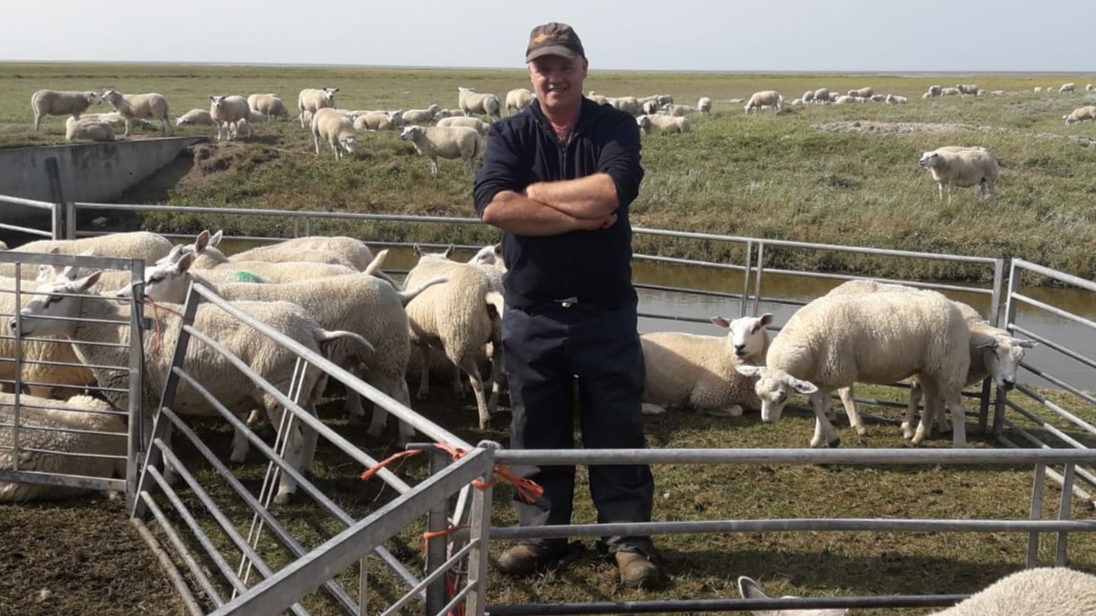 Paul tussen zijn schapen.