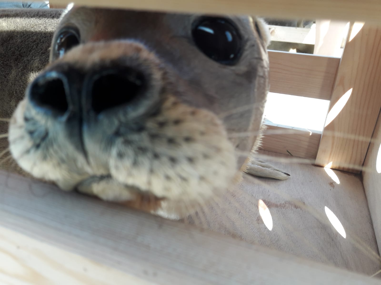 Zeehond Paul bij zijn vrijlating in september.