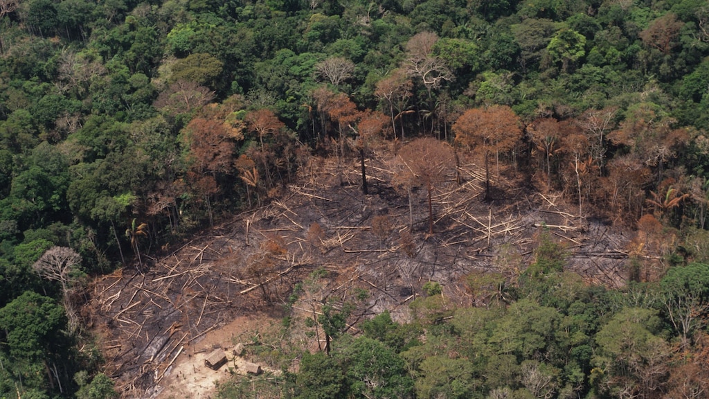 Enorme toename ontbossing Amazone: 'Dit is heel slecht nieuws voor de natuur'