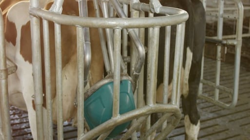 Stikstof-reductie in de veehouderij: van varkenstoilet tot koeienluier