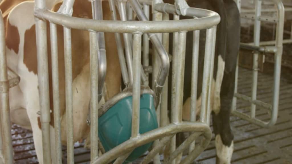 Stikstof-reductie in de veehouderij: van varkenstoilet tot koeienluier