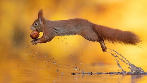 Visboer Dick schiet weer raak: nieuwe eekhoorn-foto gaat viral